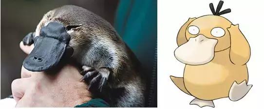 澳洲袋鼠变异动物,变异鼠皮卡丘