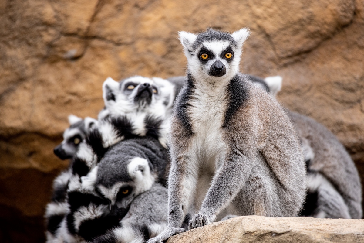 浣宠兘闀跨劍rf100-400,闀跨劍浣宠兘RF闀滃ご