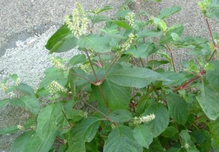 叶似薄荷,根像人参,俗称“小人参”,若山里见了,莫犹豫挖回家