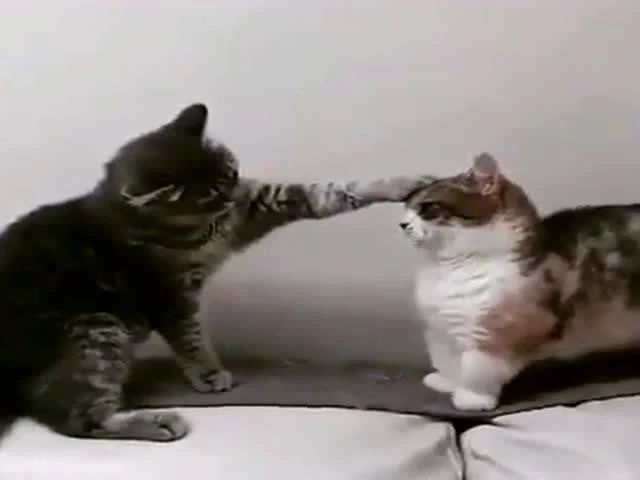 家猫打架意味什么,家猫和猫打架怎么办