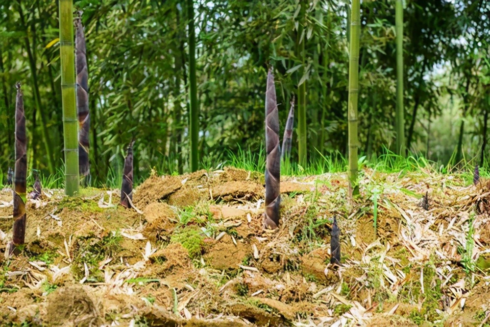 梁平土特产竹笋,重庆忠县正宗竹笋干