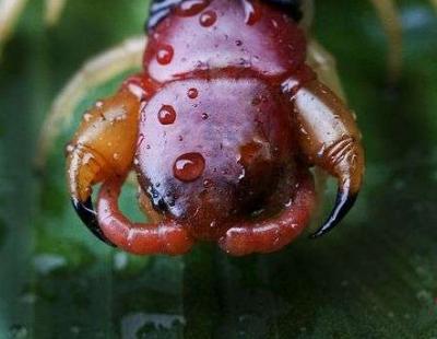 被蜈蚣咬了之后疼痛要持续多久,被蜈蚣咬了真疼