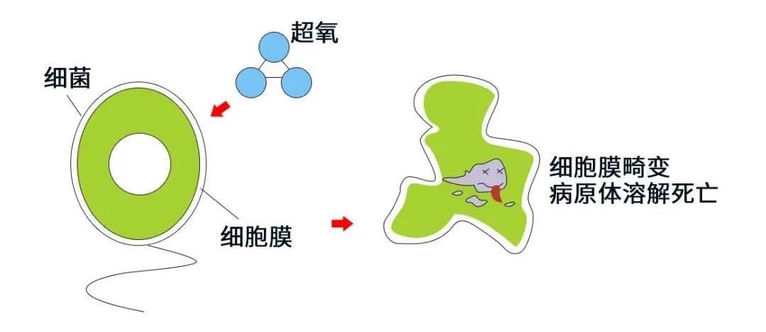 臭氧消毒能杀死新型冠状病毒,臭氧能够杀灭新冠病毒吗