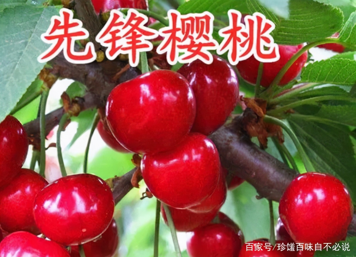 樱桃上市哪种最好吃,正在上市的樱桃品种