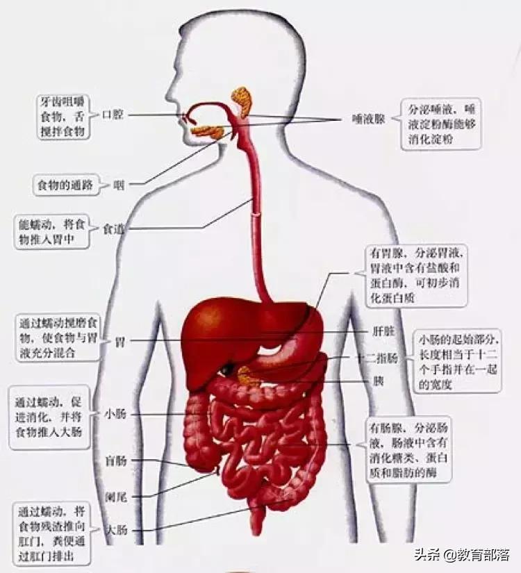 初中生物会考复习计划,初中生物会考复习资料全套