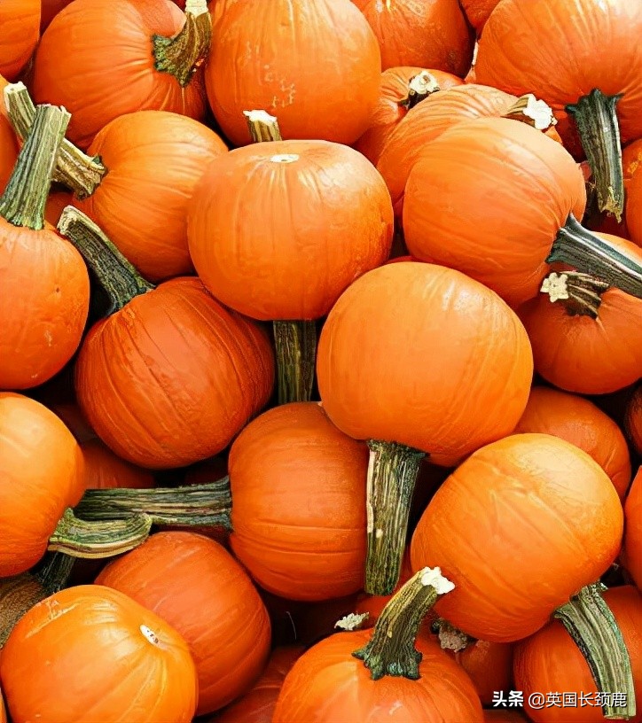 南瓜大作战攻略,南瓜大作战有几个地点