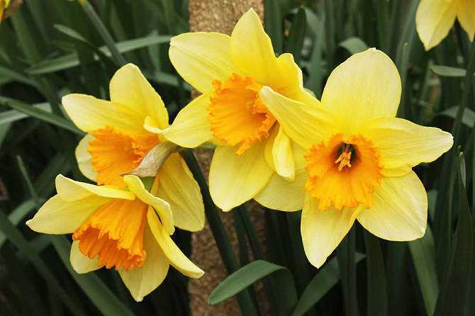 水仙花怎样养种球,小种球水仙花的养殖方法