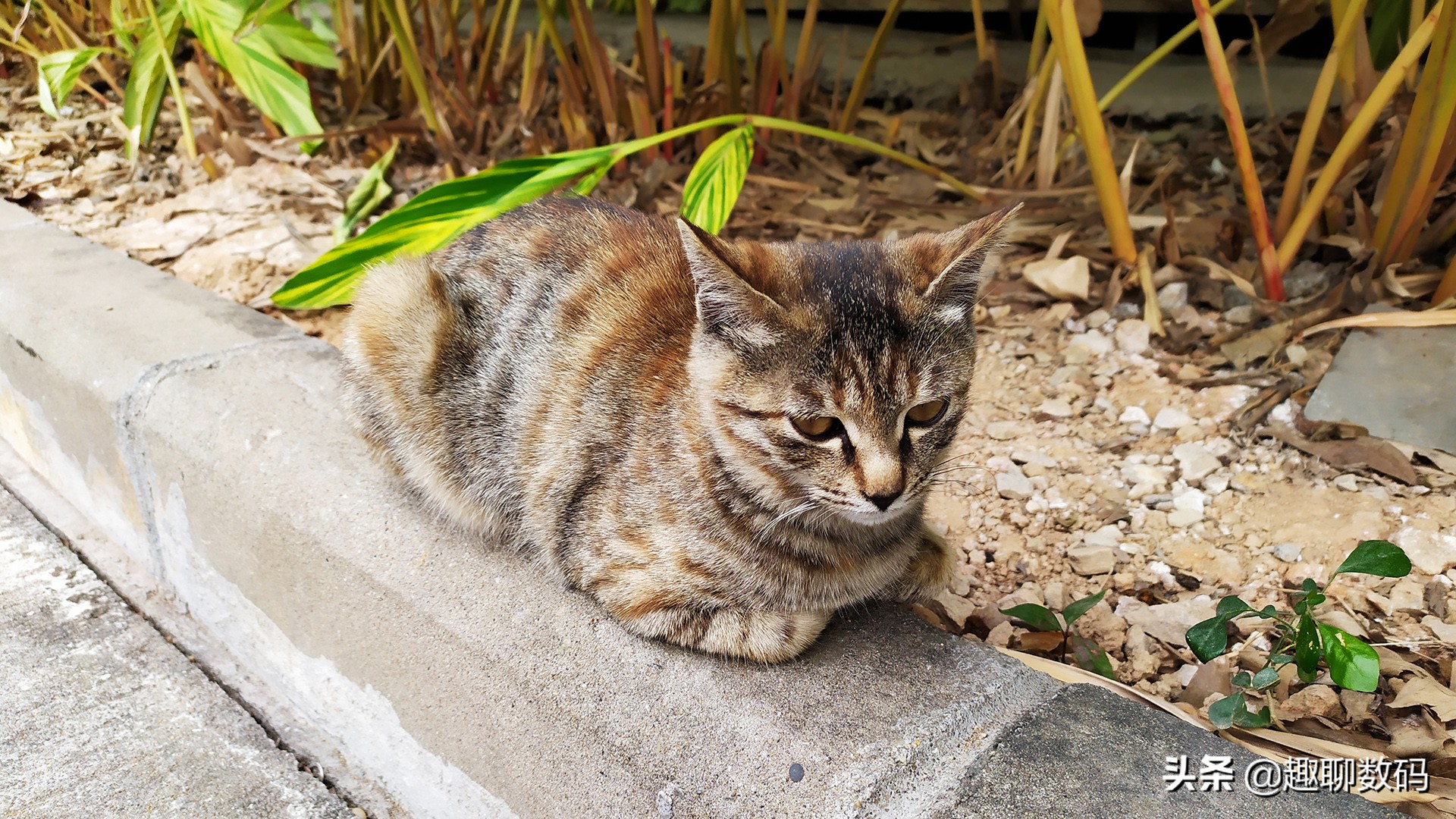 红米note7拍照评测,红米note7拍照对比红米note7pro