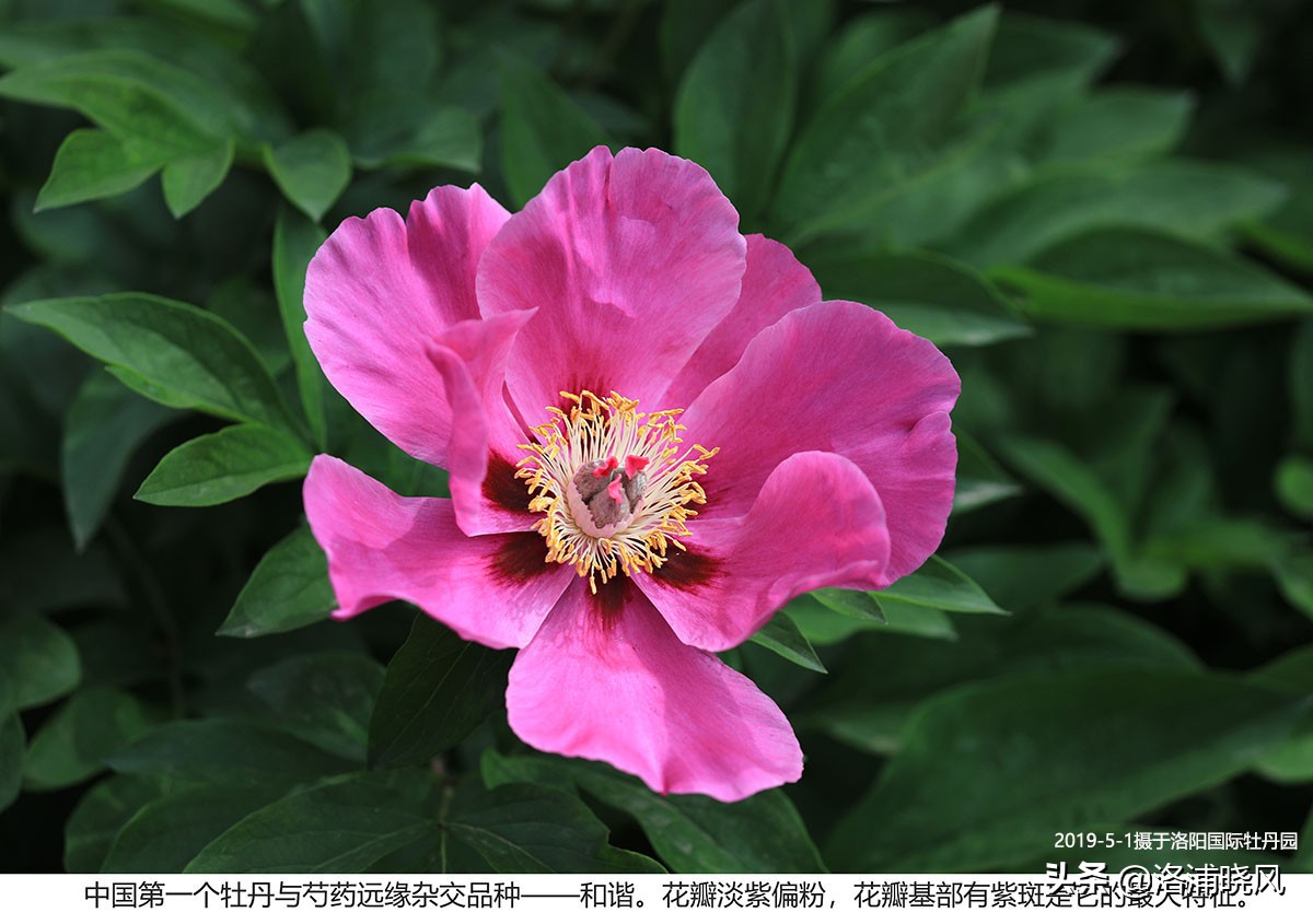 大院绿化的回忆——顺便看看院里的芍药定个究竟有多少种？