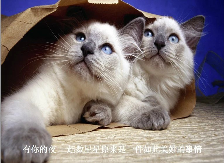 我只想说声爱你,只想再爱你一次