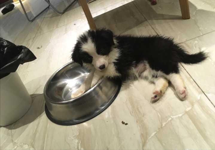 边牧口气臭要怎么办,边牧口臭