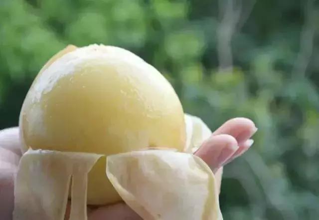 无锡水蜜桃几月上市,正宗无锡阳山水蜜桃