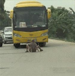 搞笑动图gif动物,搞笑动图gif沙雕