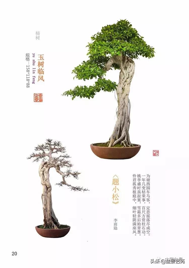 陈文图榕树欣赏,陈文图盆景