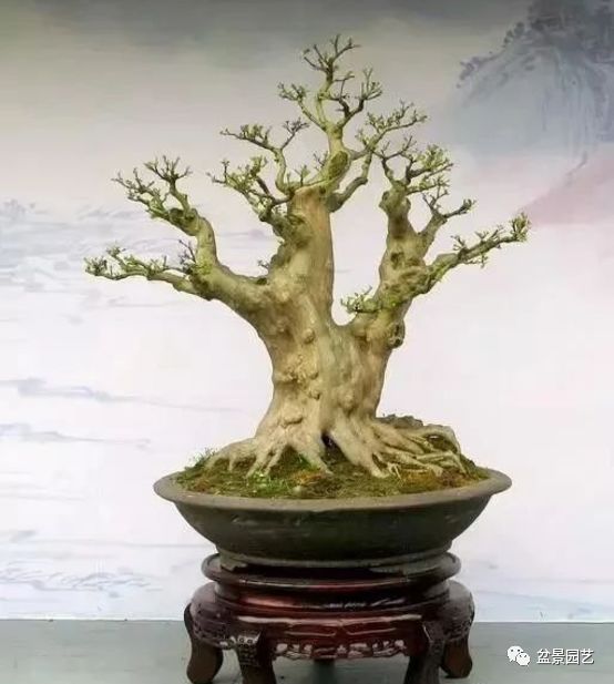 有哪些经典盆景树种,最值得收藏的六种盆景树种是哪些