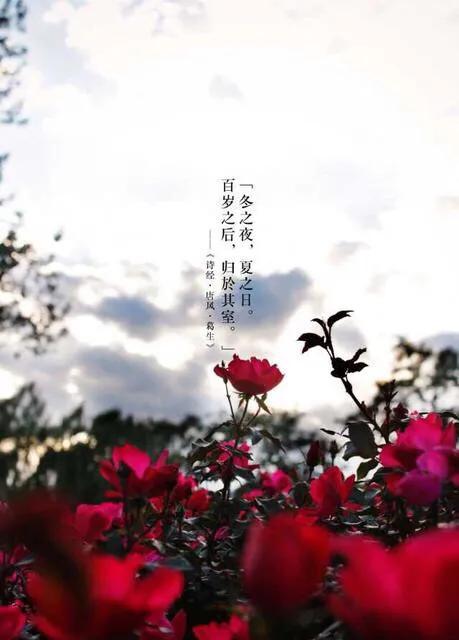 执子之手诗经典语录,诗经中对执子之手与子偕老的感悟