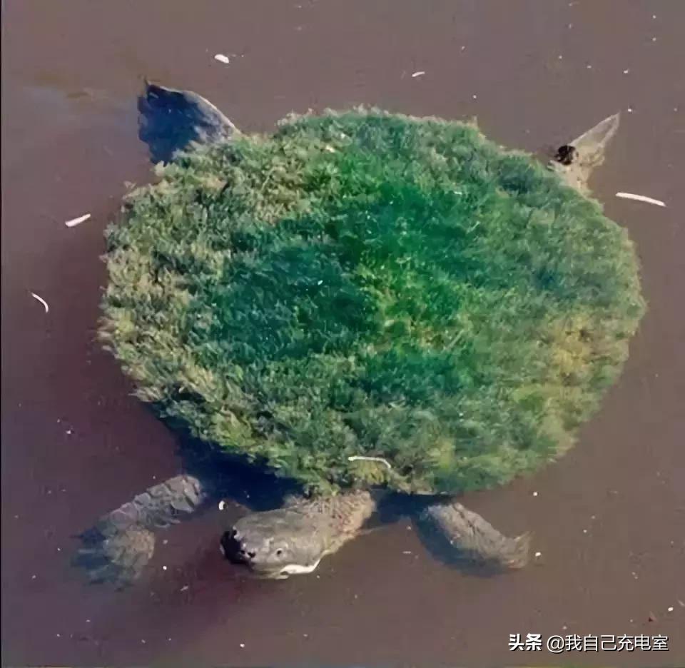 罕见的海底世界照,罕见海底图片