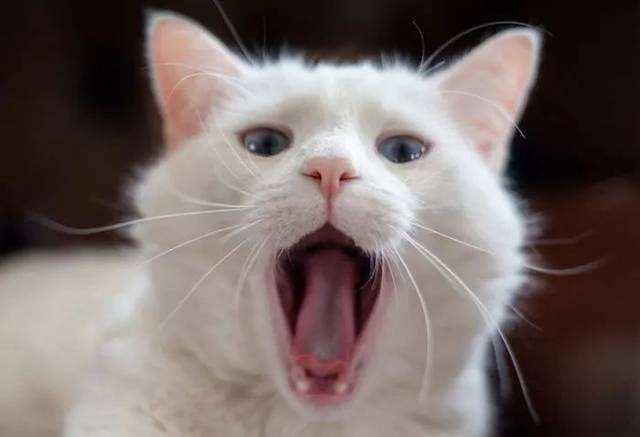 猫咪口腔溃疡与猫粮有关系吗,铲屎官需注意猫咪冷门知识