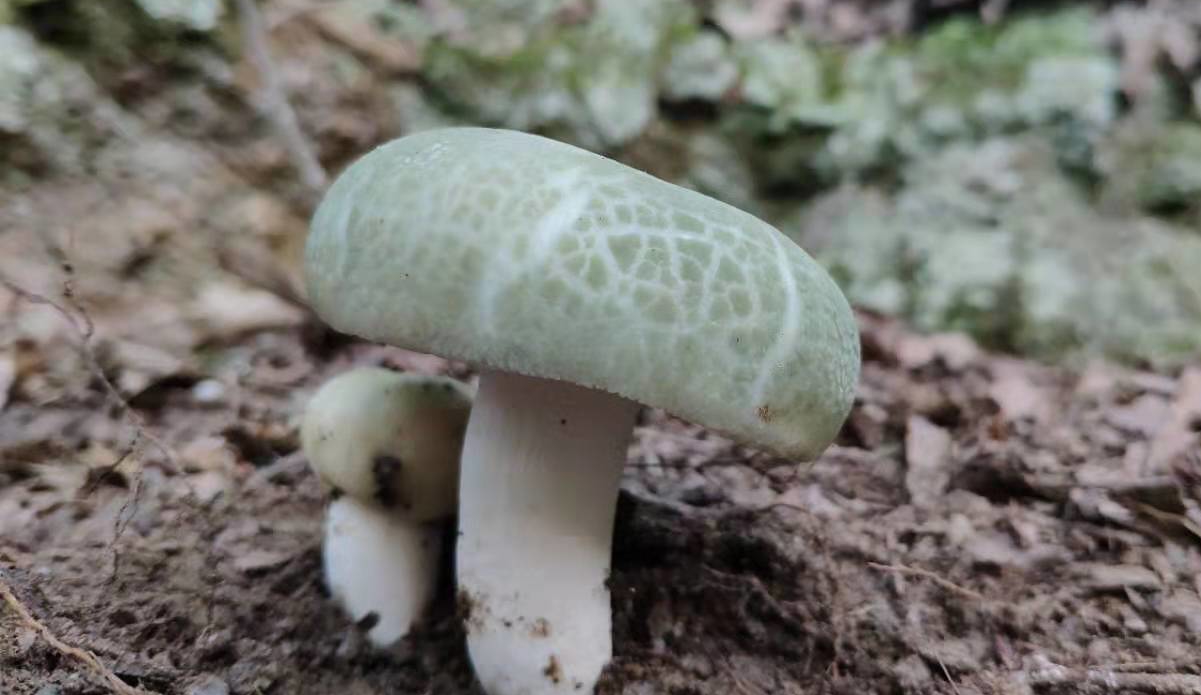 青头菌小王子,天价青头菌