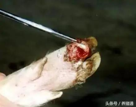 猪场口蹄疫怎么治疗最快,猪场口蹄疫该如何有效防控