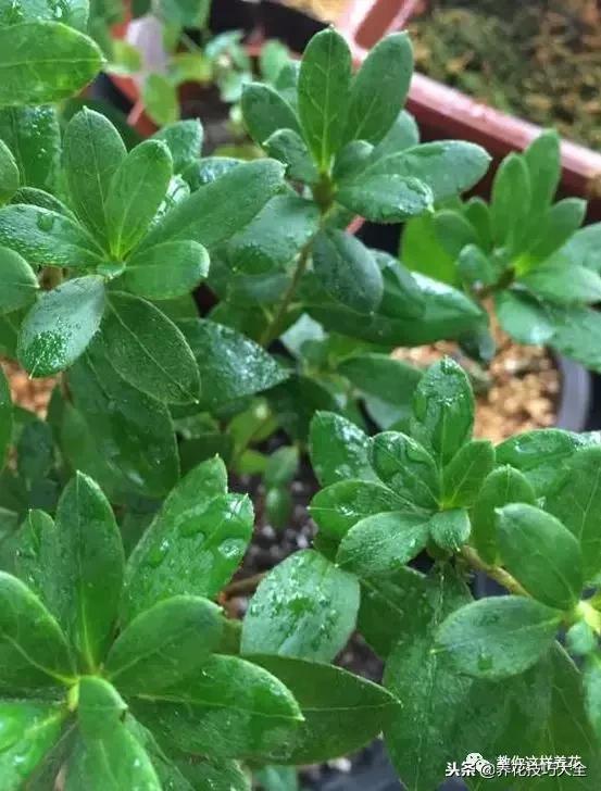 杜鹃花死了能活多久,快死的杜鹃花还能救活吗