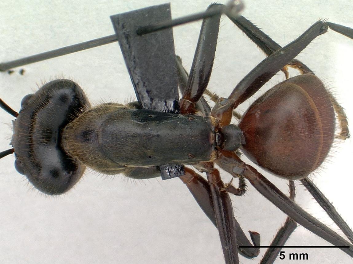 50只巨人恐蚁有多可怕,广州查获50只巨型蚂蚁