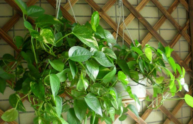 绿萝在家养到底好不好,为什么养绿萝不好