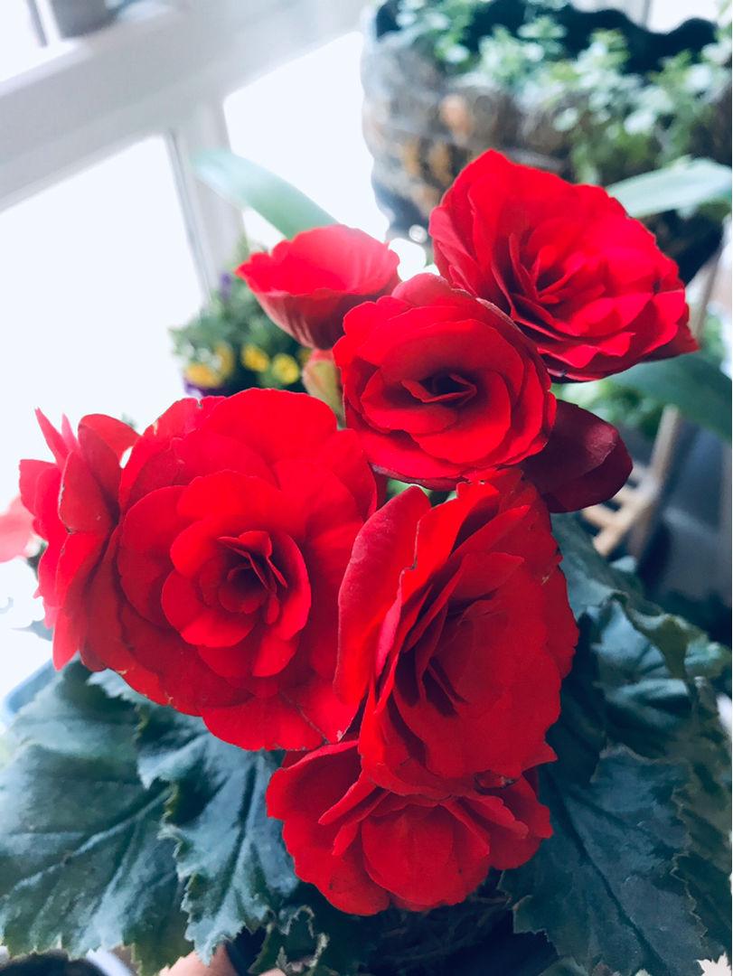 阳台如何养非洲堇,非洲堇怎么养开花多