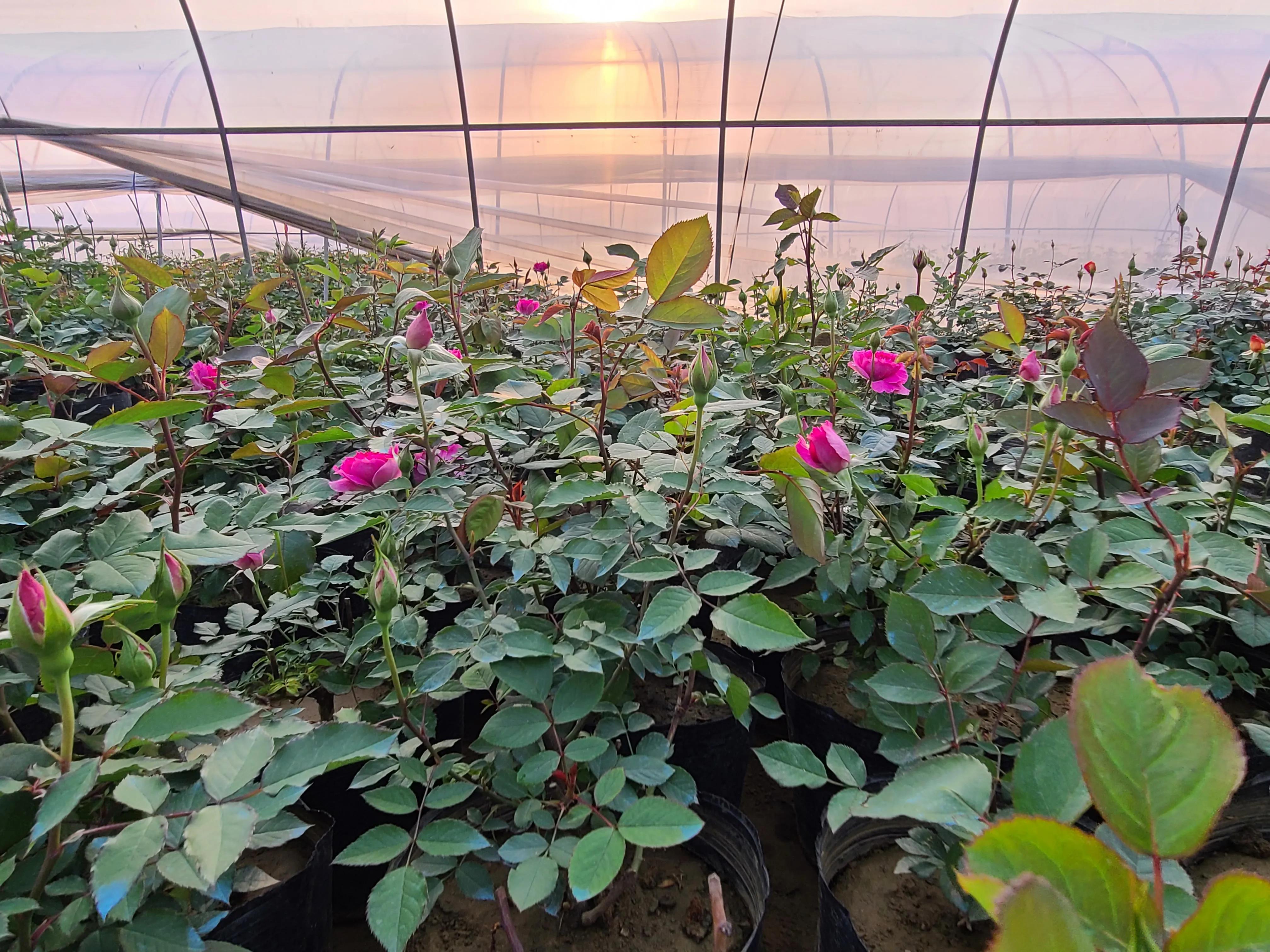 月季基地最美,常州最大月季基地