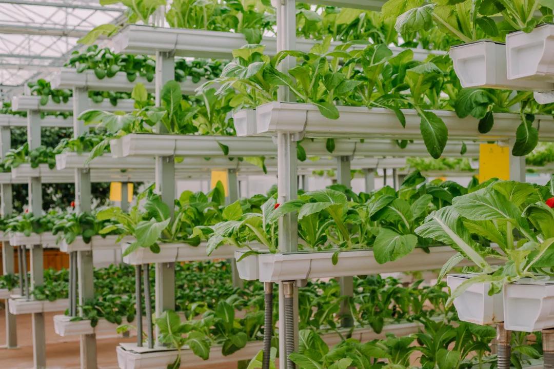 厦门特色旅游小镇,厦门两镇上榜省全域生态旅游小镇