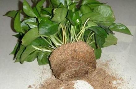 土培绿萝的养殖方法和注意事项,土培绿萝水培方法和注意事项