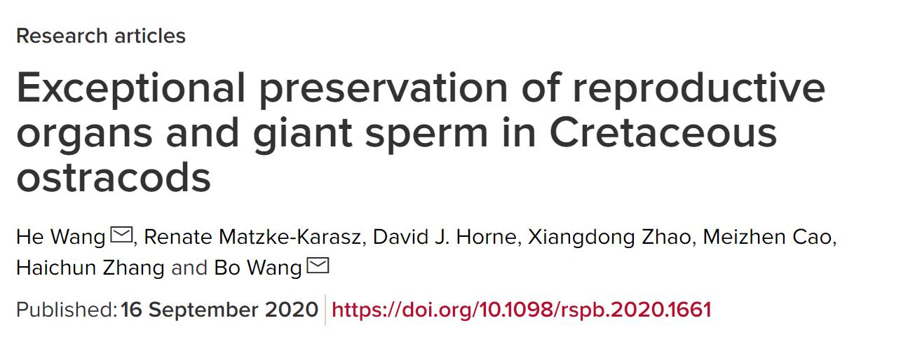 科学家发现巨型精子,人类发现精子