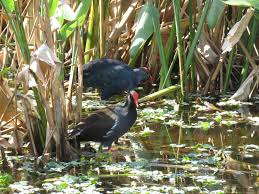 紫水鸡入侵美国,在美国泛滥成灾,为何在中国却是三有保护动物