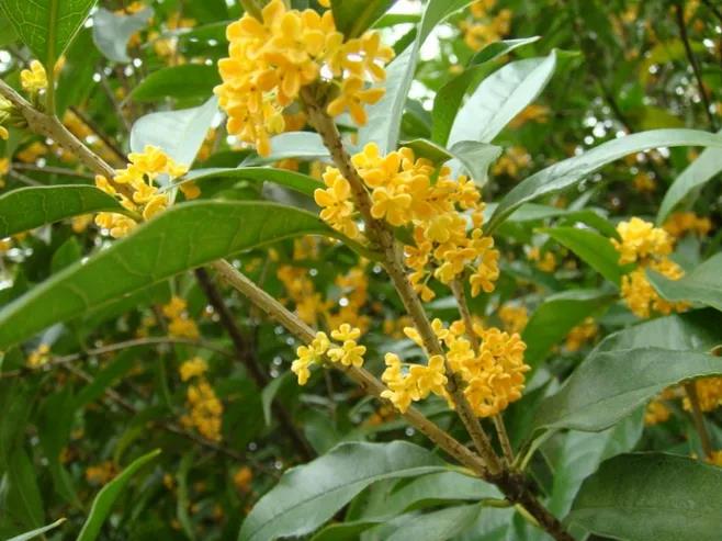 庭院常见的吉祥树,一