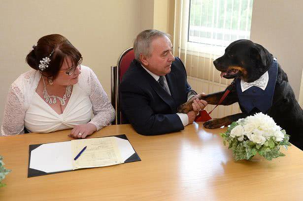 结婚当天新郎成了一只狗,结婚当天新郎居然是条狗