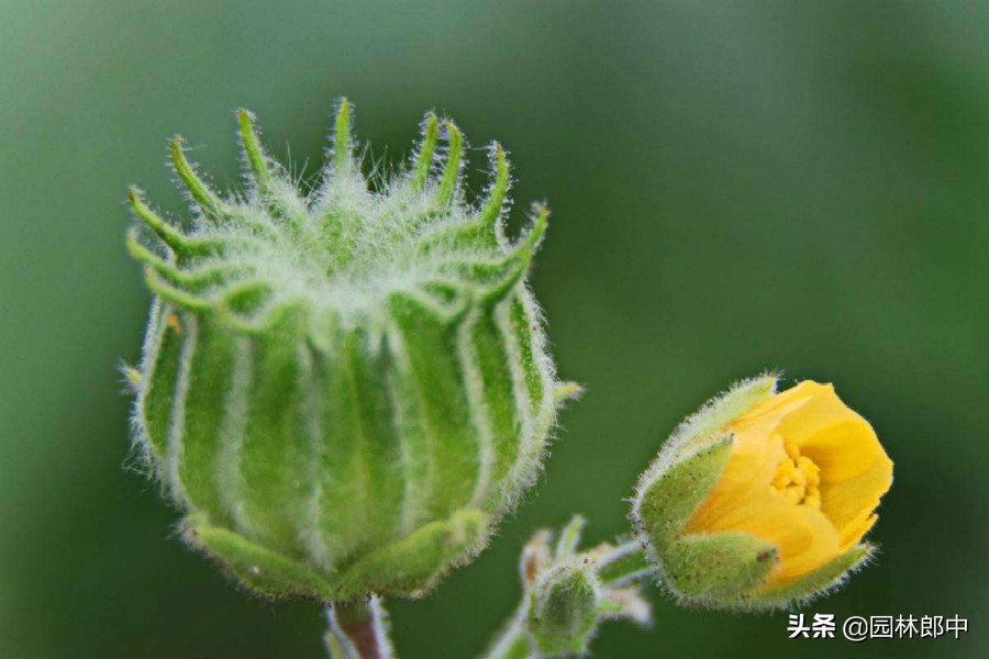 苘麻子有多少名字,苘麻学名叫什么