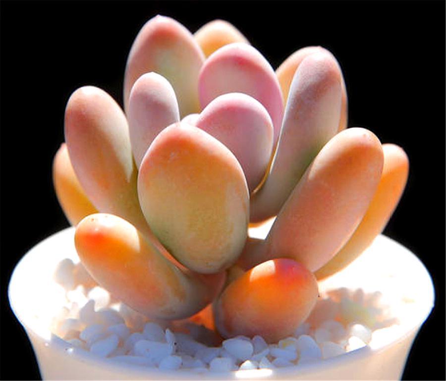 多肉四大美人图片,多肉四大美人长什么样子