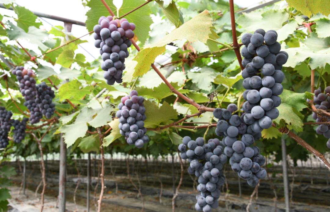 成都新都区军屯镇郭家村,成都新都军屯郭家村