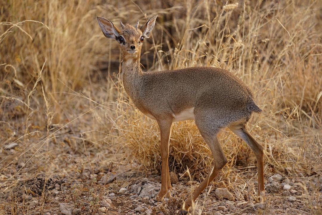 非洲牛科,物种繁多,来认识一下非洲大陆的各种羚羊吧