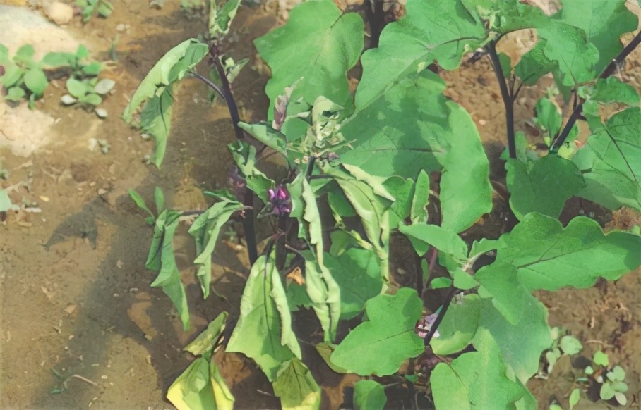 茄子长在树上腐烂了是什么毛病,茄子秧苗根腐病怎么治