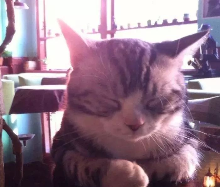 猫咪流黄色鼻涕打喷嚏眼屎多,猫咪换了猫粮眼屎多是怎么回事