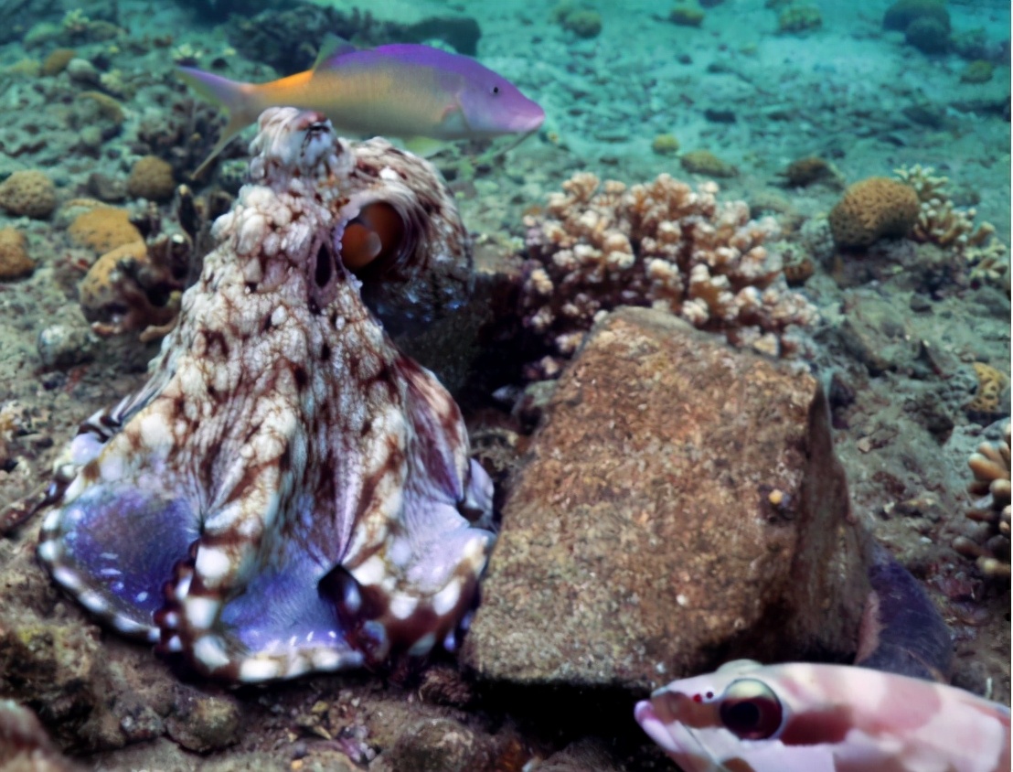 章鱼智商高为什么还会被人抓,章鱼这么聪明可以当宠物吗