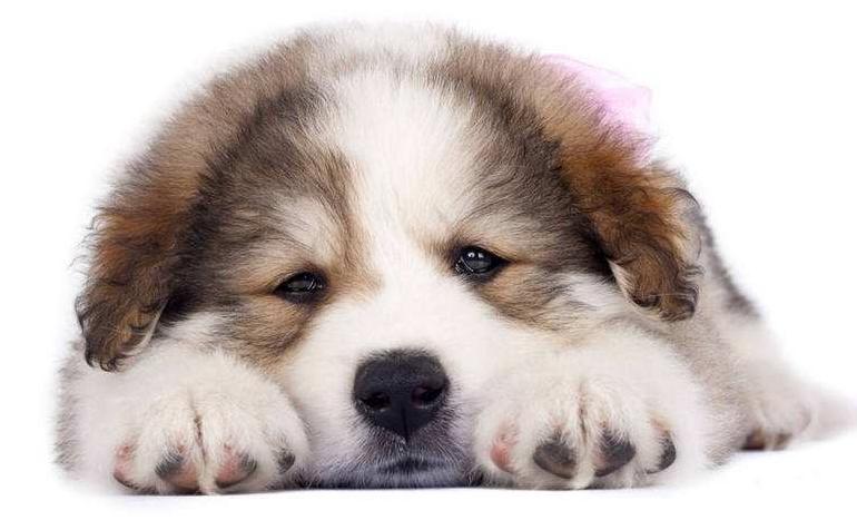 幼犬到家胆小怕人？如何让它安心、适应环境