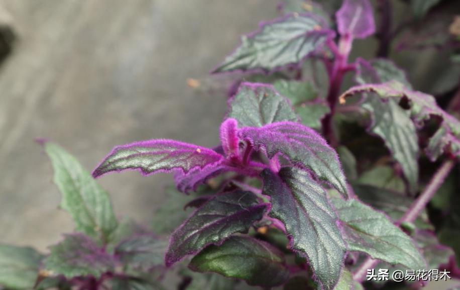 紫背天鹅绒盆栽怎么繁殖,绒叶竹芋怎么养