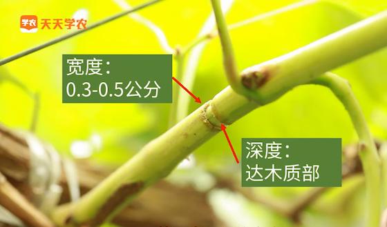 怎样能促进葡萄早成熟,葡萄上市新方法