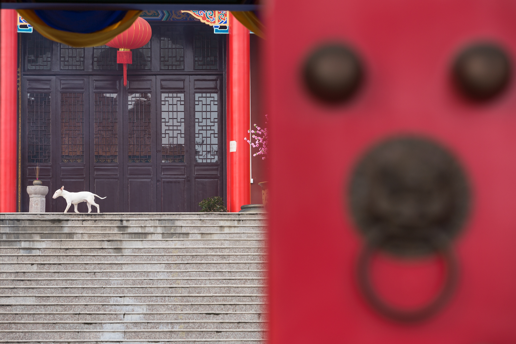 寻中庙花塘河之源，访黄麓相隐寺之水，拍二地三镇之情