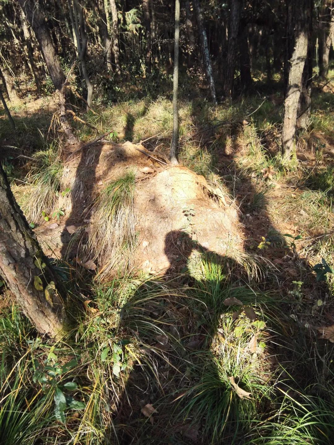 军校生亲述:我是这样成为军官的