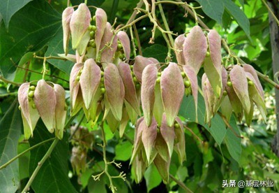 凤栖梧桐的梧桐树长什么样,凤栖梧桐真实来历