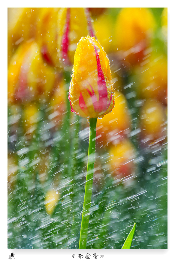 郁金香（turban）——爱情的花语，美丽的丝巾