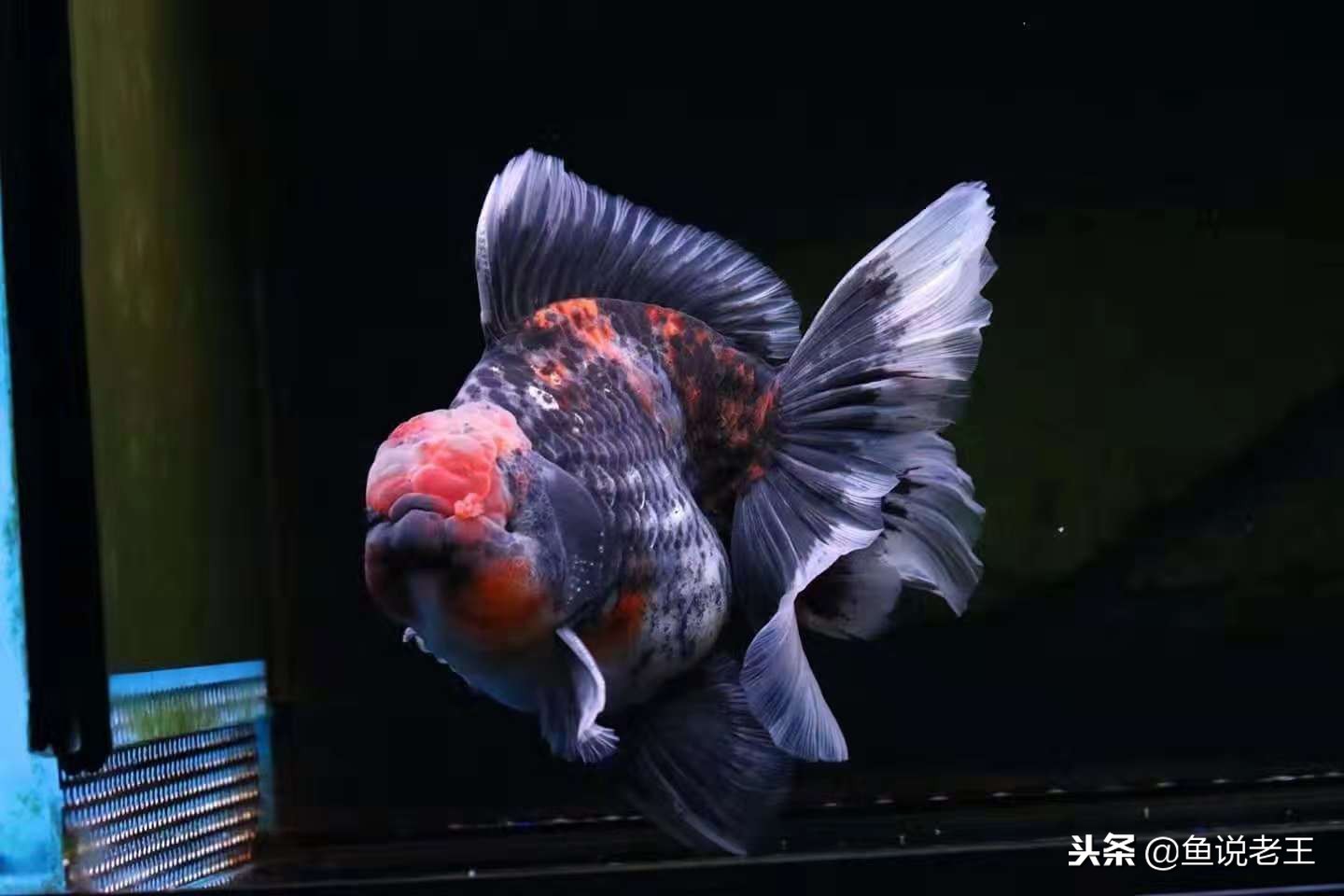 草金鱼趴缸的原因及解决方法,金鱼趴缸肚子长斑是怎么回事